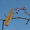 Trees picture