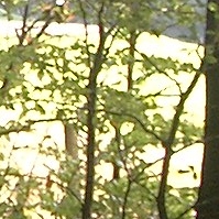 Trees picture